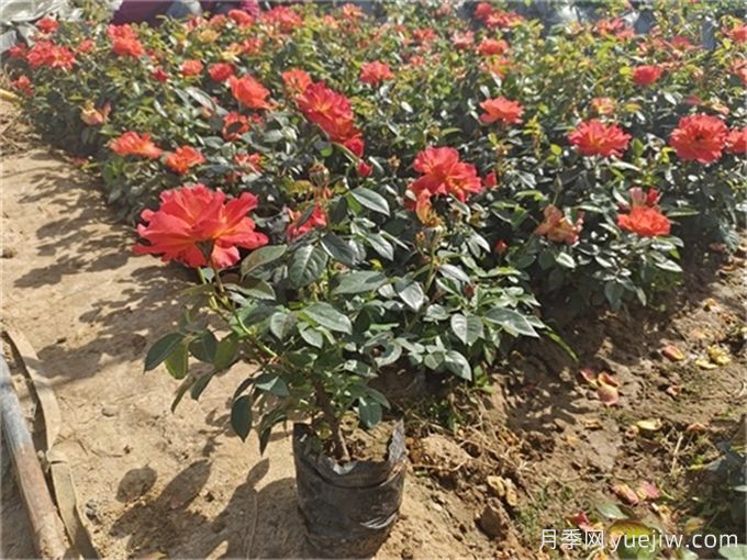 北方不同園林植物，秋季修剪時(shí)的修剪方法有什么不同？(圖3)