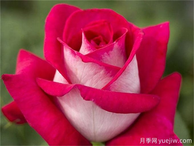 莫妮卡貝魯奇月季，顏值出眾，復花奇快(圖1)