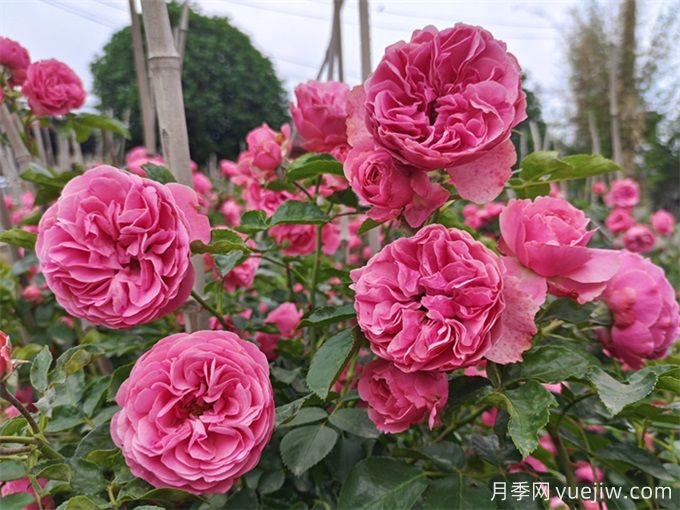 七種超長(cháng)花期的花卉打造全年綻放的陽(yáng)臺花園(圖1)