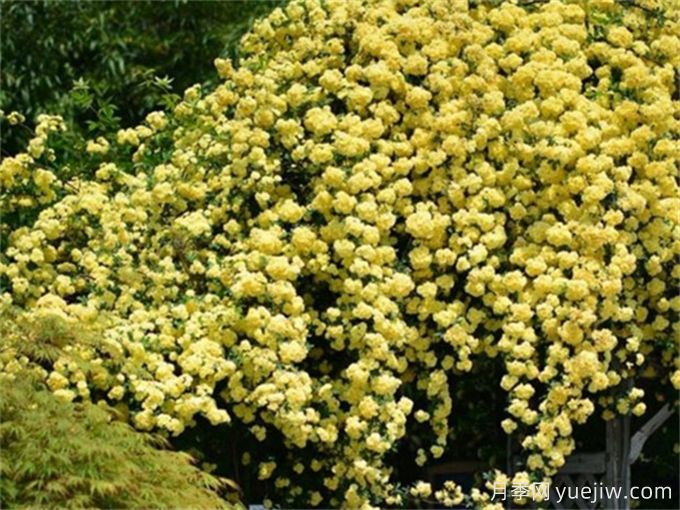 黃刺玫，陽(yáng)光下爆開(kāi)的黃色花瀑(圖1)