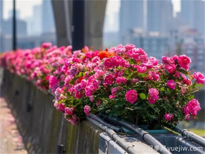 杭州高架月季花箱的尺寸？(圖1)