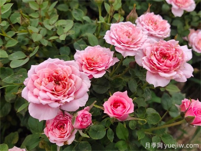 這6種月季開(kāi)花不斷，抗病性也很不錯(圖2)