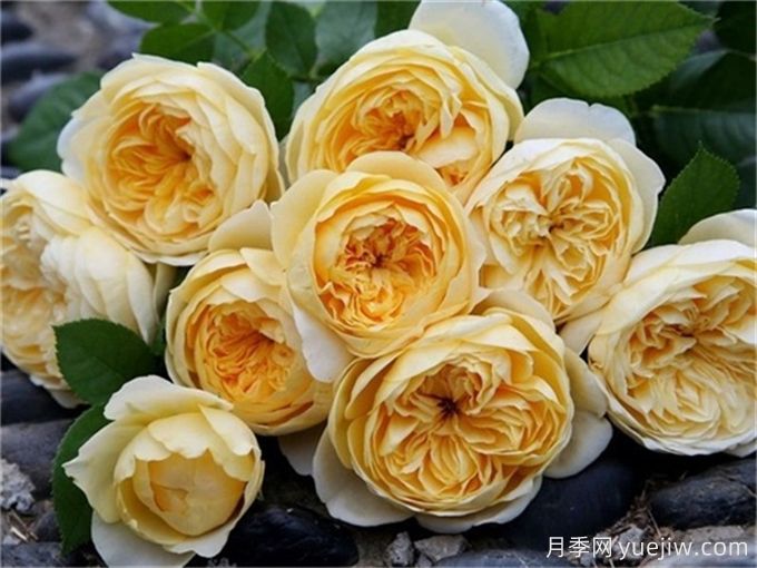 這6種月季開(kāi)花不斷，抗病性也很不錯(圖3)