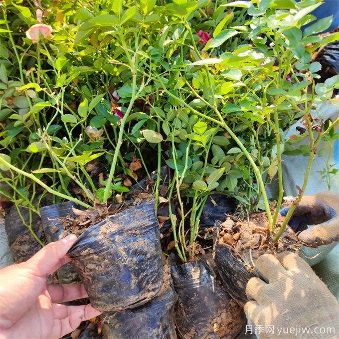 月季苗怎么養長(cháng)得快？注意這5個(gè)細節不會(huì )慢(圖2)