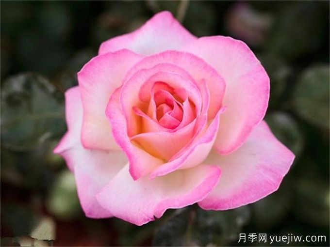 新手必入大花月季品種，經(jīng)典與潮流的9個(gè)美人(圖3)