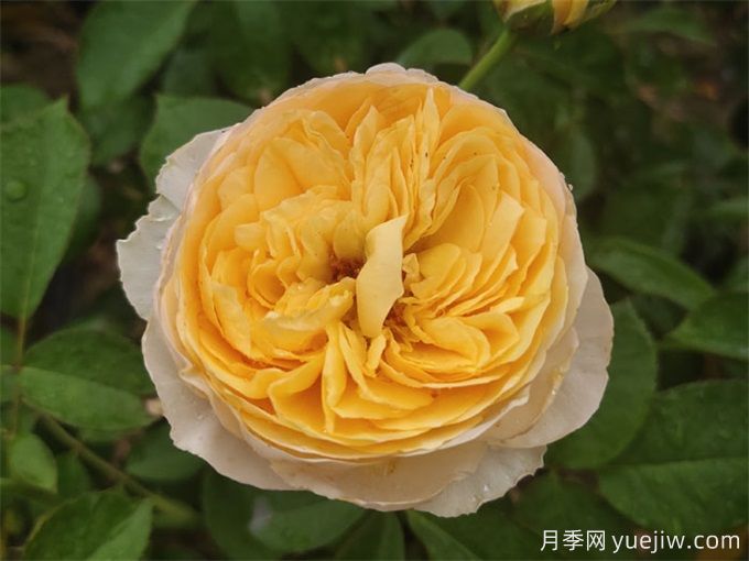 新手必入大花月季品種，經(jīng)典與潮流的9個(gè)美人(圖7)