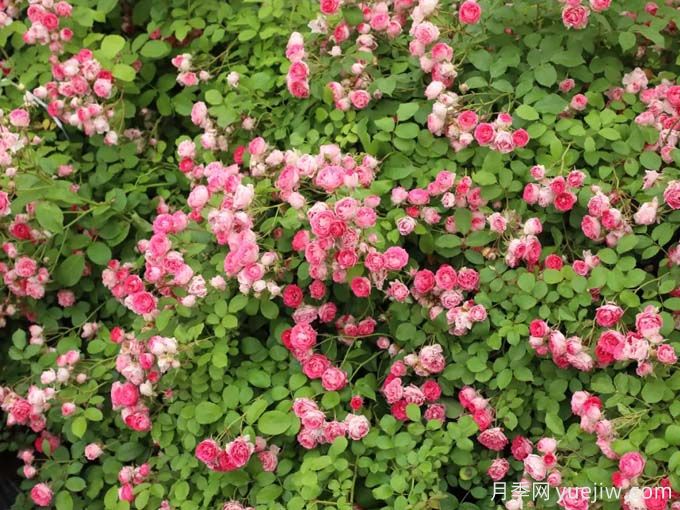 胭脂扣月季，爆花月季花里的天花板(圖1)