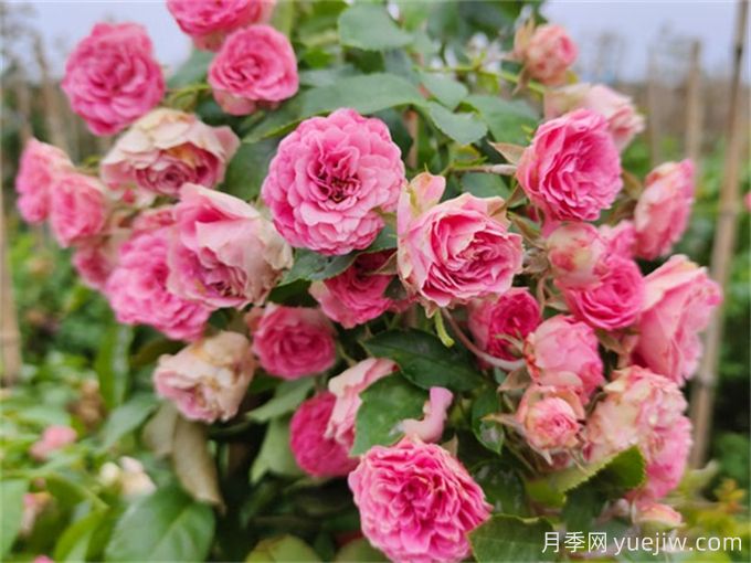 胭脂扣月季，爆花月季花里的天花板(圖2)