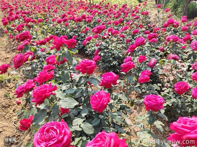 大花月季選苗和種植，如何打造大花月季花園？(圖5)