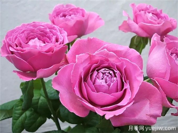 懷舊優(yōu)雅月季，濃香抗病的大花月季(圖1)