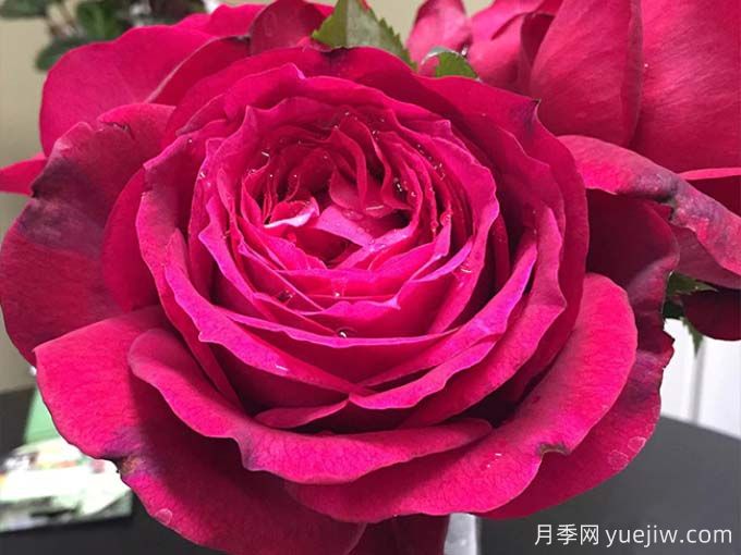 詹尼斯月季，又大又香的大紅大花(圖1)