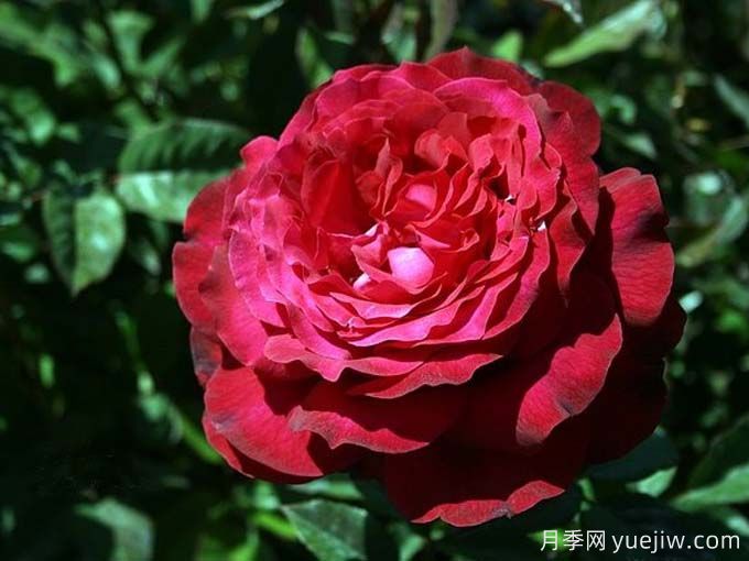 詹尼斯月季，又大又香的大紅大花(圖2)