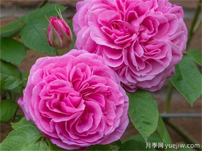 格特魯德杰基爾月季，花艷香濃，花期長(cháng)抗病強(圖2)