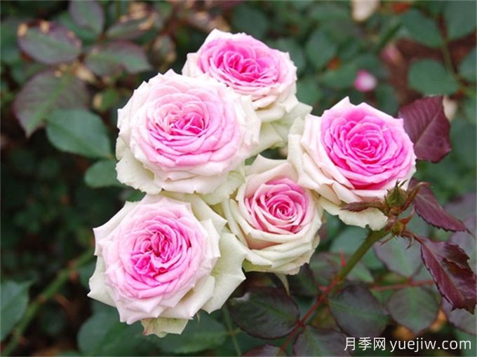 12個(gè)新手必備月季品種，有陽(yáng)臺盆栽和庭院地栽(圖4)