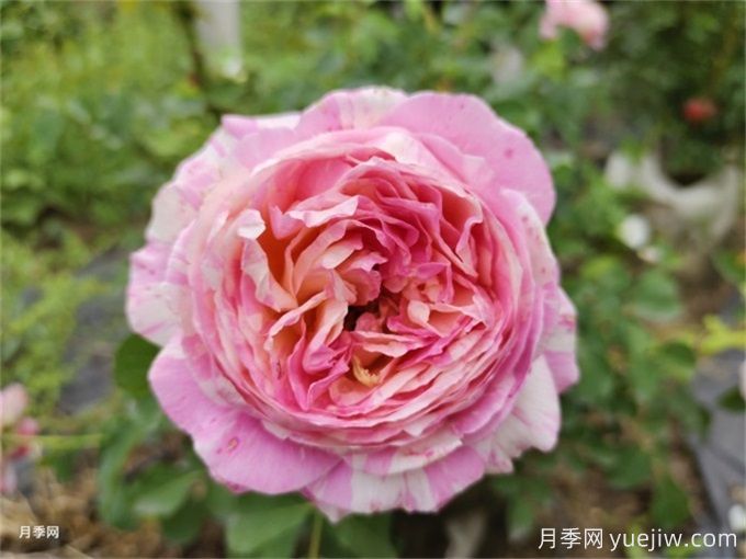 12個(gè)新手必備月季品種，有陽(yáng)臺盆栽和庭院地栽(圖7)