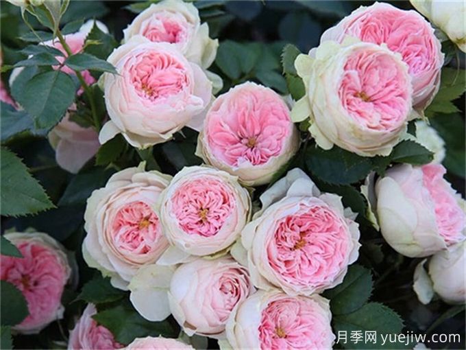 ***適合陽(yáng)臺養的10種月季，開(kāi)花超級多！(圖3)