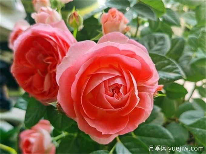 沒(méi)院子不能養月季花？小型月季照樣美爆陽(yáng)臺！(圖2)