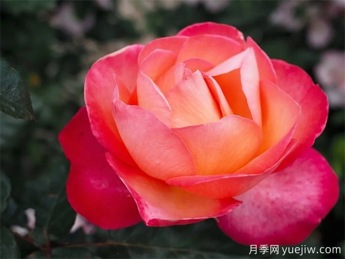 推薦10款玫昂的優(yōu)秀月季，懶人月季天花板(圖6)