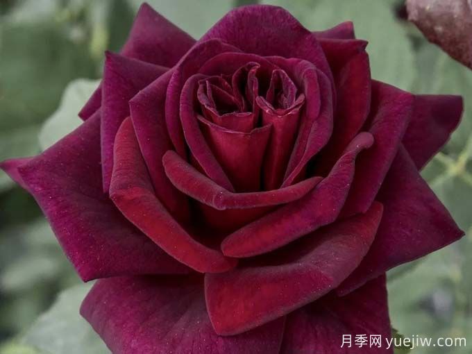 推薦10款玫昂的優(yōu)秀月季，懶人月季天花板(圖9)