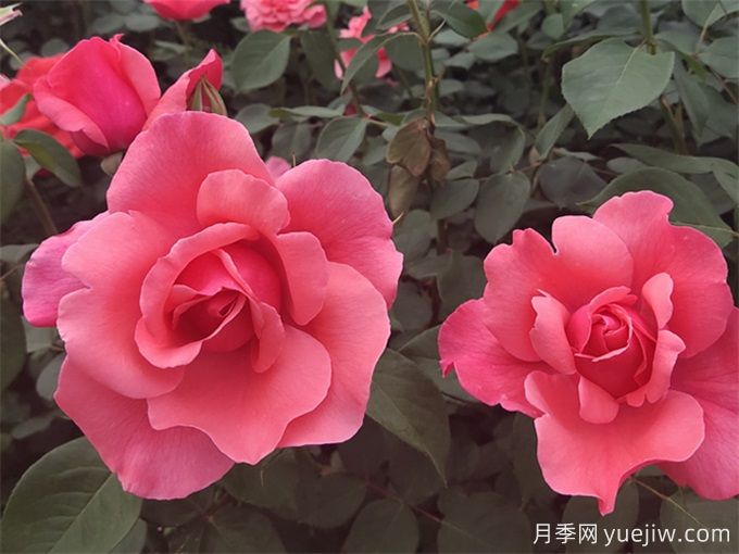 把月季養死，那是這8個(gè)坑一定踩過(guò)！(圖1)