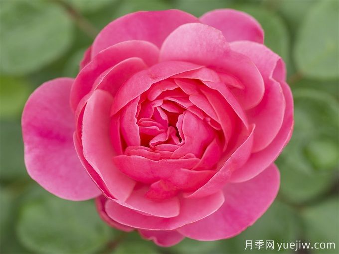 粉色達芬奇月季，粉嫩少女心的灌木月季(圖3)