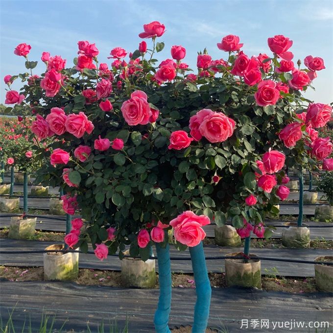 彩葉小灌木在園林景觀(guān)中應用和植物搭配(圖1)