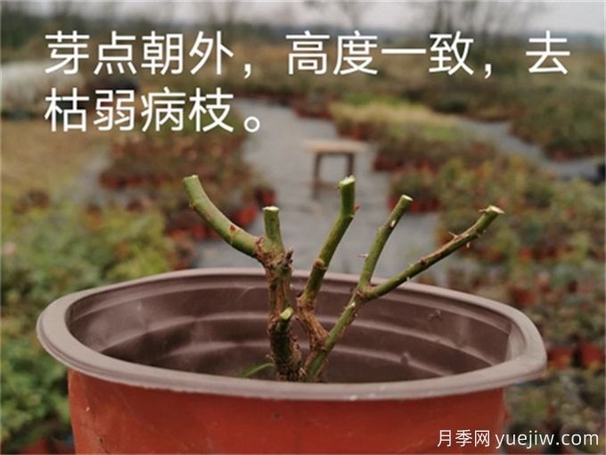 月季的冬季如何管理？怎樣使盆栽月季花開(kāi)不斷？(圖2)