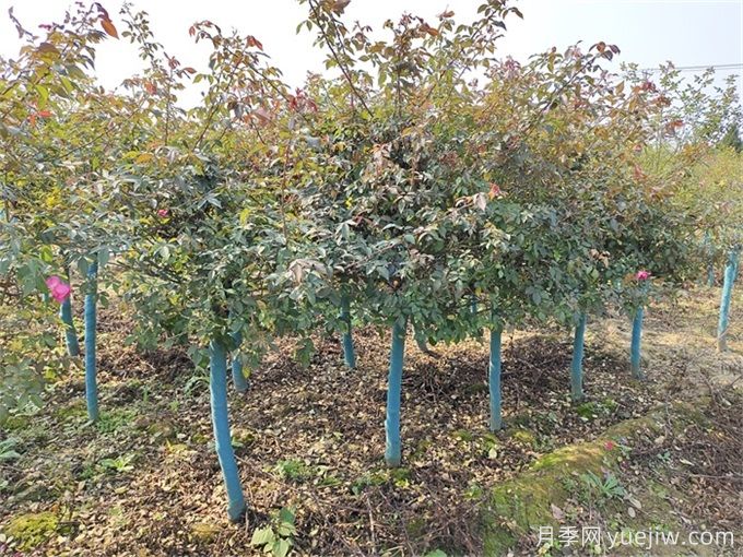 秋分將至，苗木栽植技巧請注意(圖1)