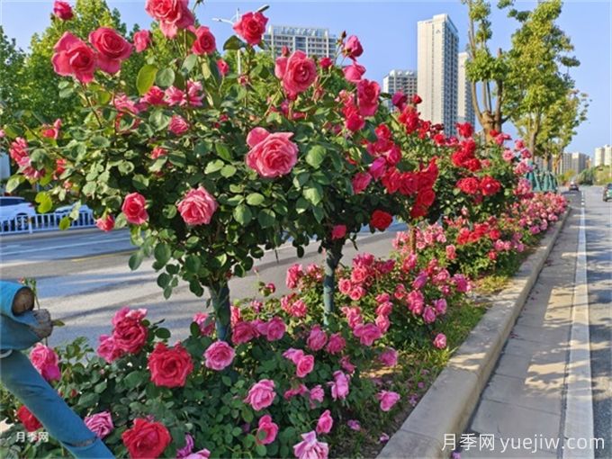 秋冬季園林植物養護技術(shù)要點(diǎn)(圖1)