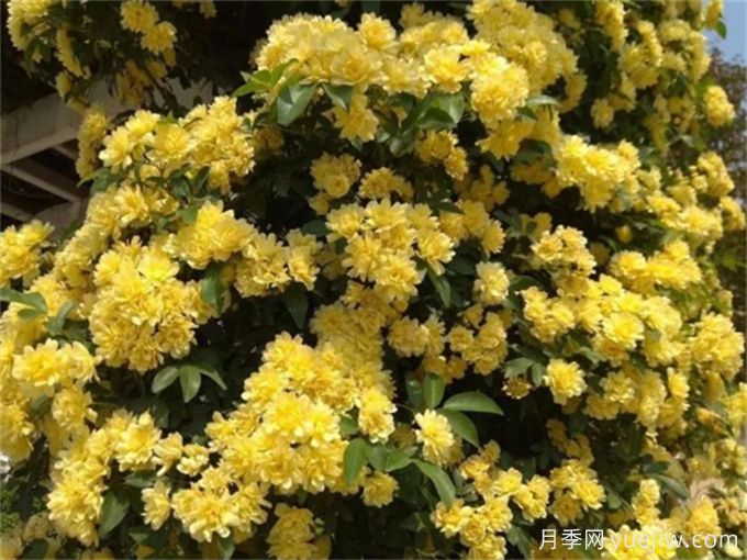 養一棵黃木香，花朵嬌艷，香氣醇厚(圖1)