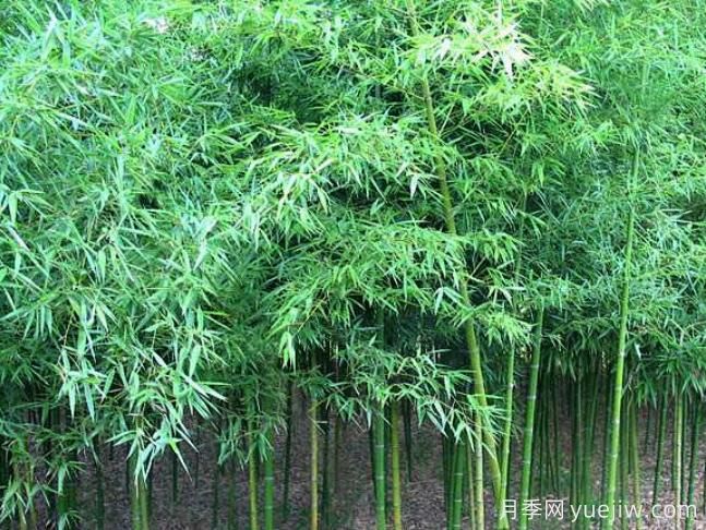 園林中常見(jiàn)竹子品種及應用(圖1)