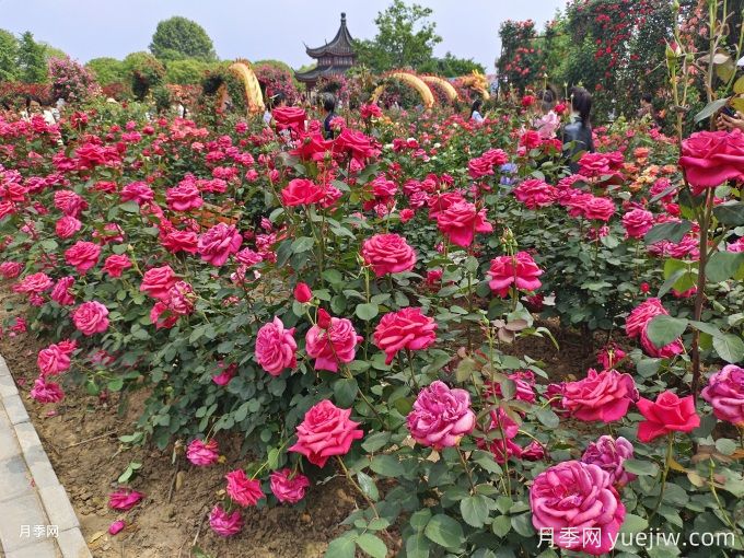 花園植物配置如何做？六個(gè)花園色彩搭配技巧(圖1)