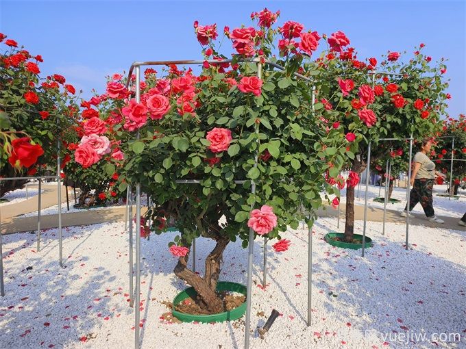 花園植物配置如何做？六個(gè)花園色彩搭配技巧(圖2)