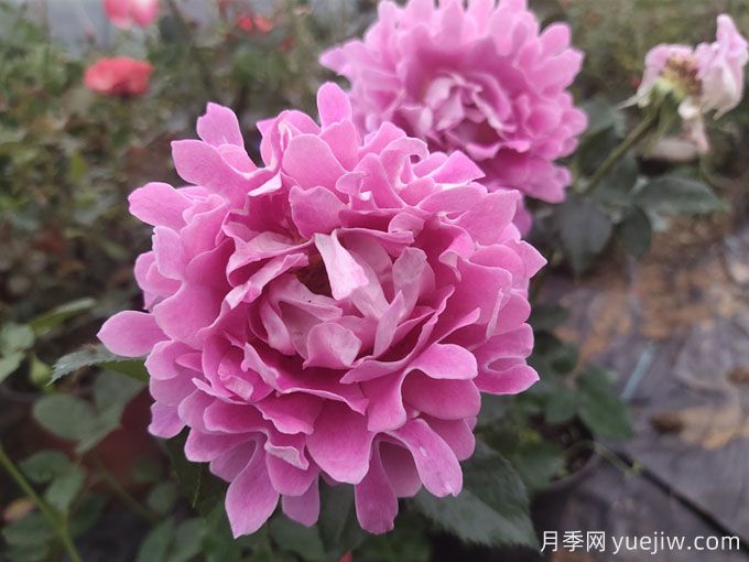 夢(mèng)幻褶邊月季，獨特花型，香氣四溢(圖1)