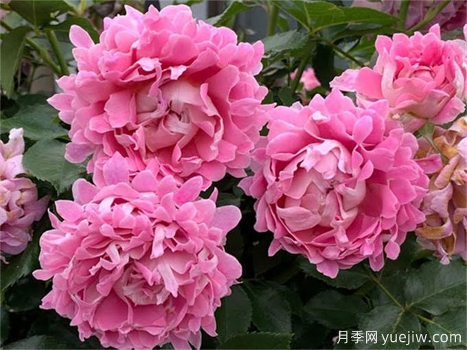 夢(mèng)幻褶邊月季，獨特花型，香氣四溢(圖2)