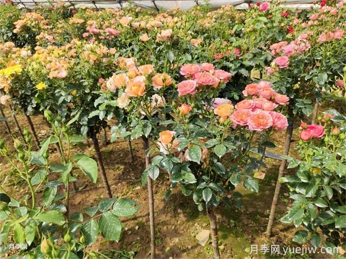 怎么正確給月季花澆水？月季澆水要避免四種情況(圖1)