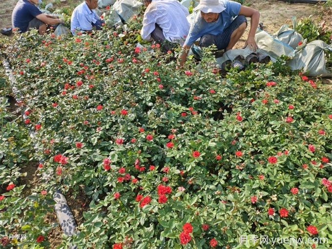秋分將至，苗木栽植技巧(圖1)