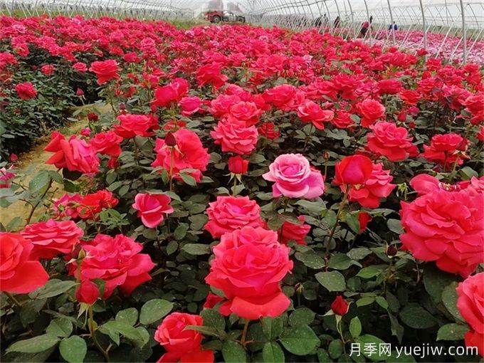 喬灌木和宿根花卉搭配應用與種植養護(圖2)
