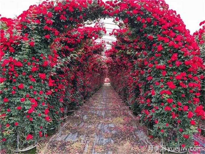 喬灌木和宿根花卉搭配應用與種植養護(圖3)