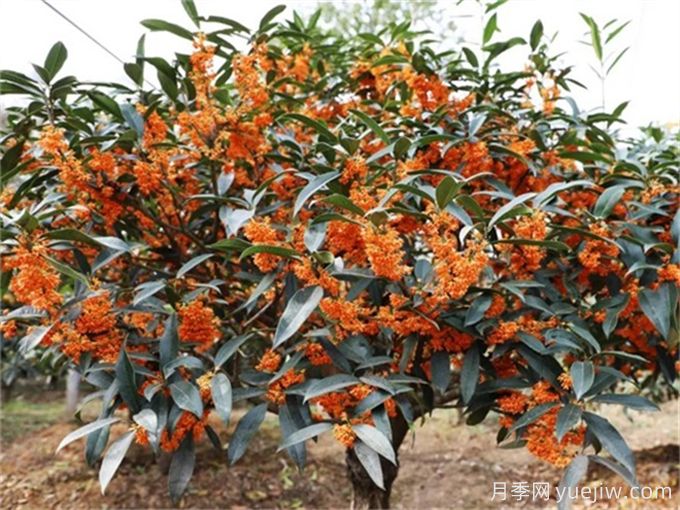 10種中式庭院植物，既美化壞境又極具象征(圖1)
