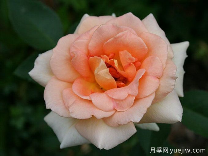 溫柔的勸導月季/溫柔勸說(shuō)月季(圖2)