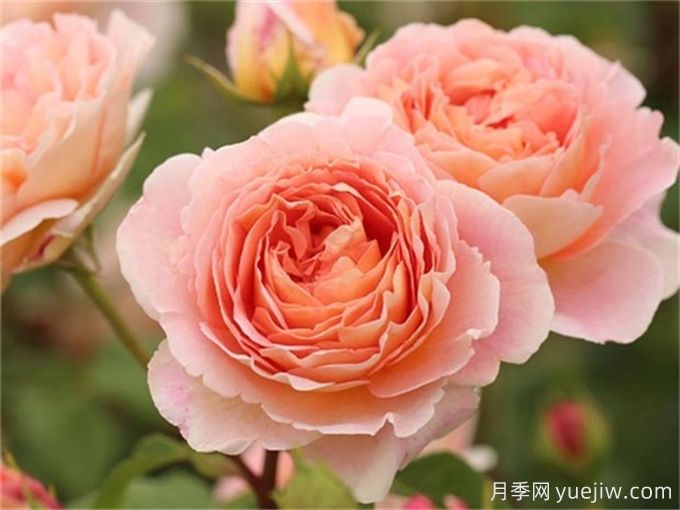 亞伯拉罕達比月季，勤花抗病香氣濃郁(圖1)