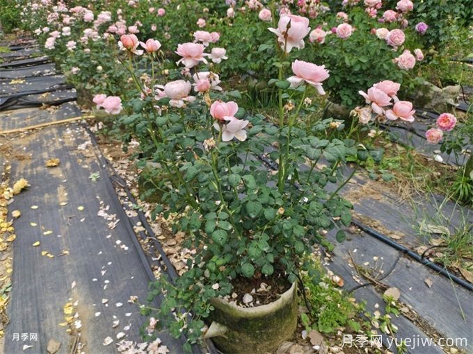 新購的月季苗如何正確移栽？(圖3)