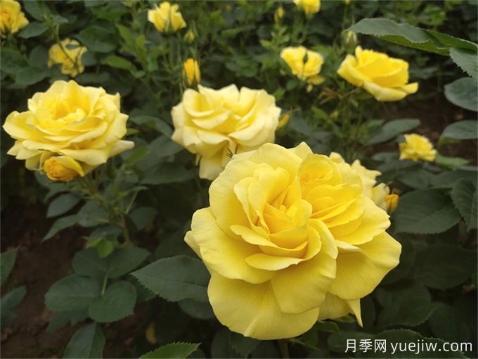 推薦10種大花月季，每一款開(kāi)花鮮艷，香味清新(圖2)