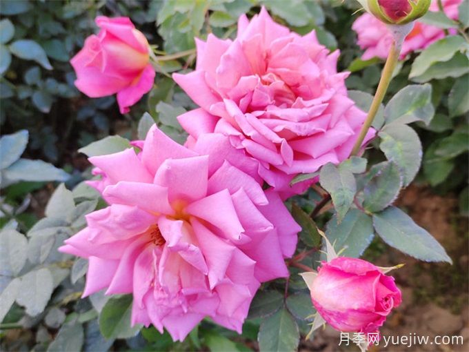 推薦10種大花月季，每一款開(kāi)花鮮艷，香味清新(圖3)