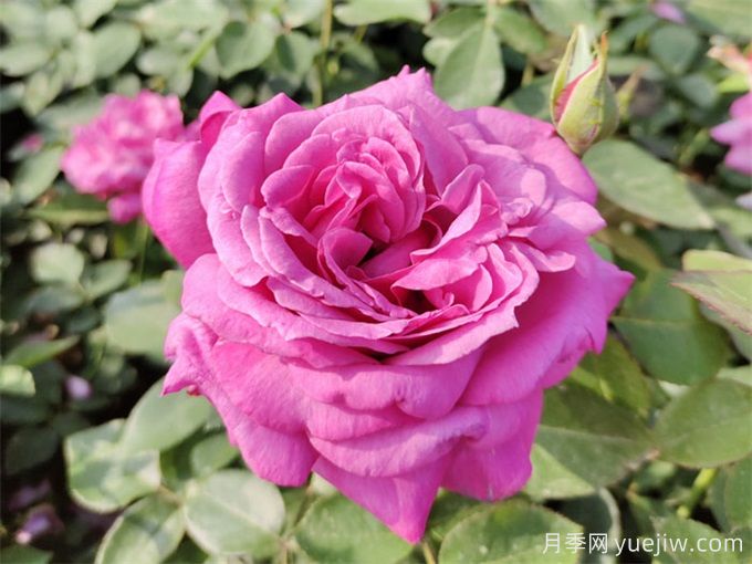 推薦10種大花月季，每一款開(kāi)花鮮艷，香味清新(圖4)