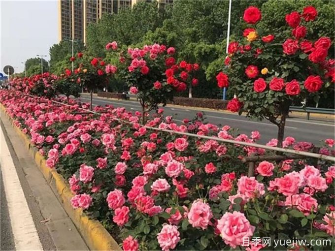 主干路兩側的樹(shù)木該如何修剪(圖1)