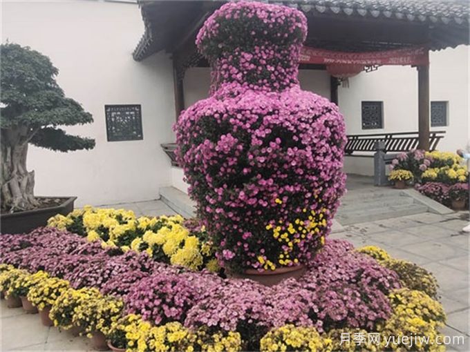 要想菊花開(kāi)爆盆，入秋養護要做好這5點(diǎn)(圖1)