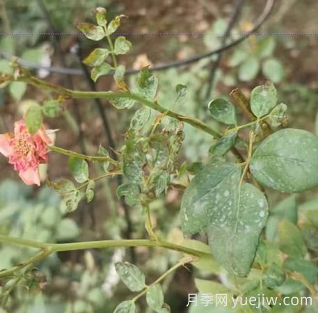 想要月季秋花開(kāi)的美，關(guān)鍵是防治薊馬(圖1)
