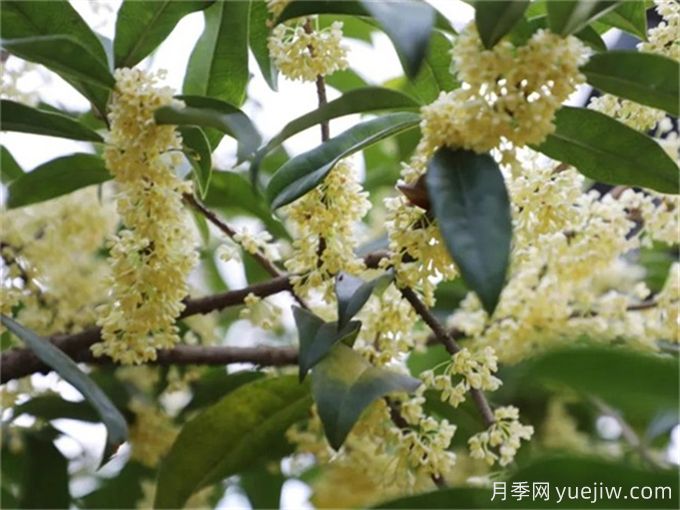 桂花樹(shù)常見(jiàn)病蟲(chóng)害識別及防治(圖4)
